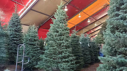 Tree Service Anthony's Christmas Trees Santa Barbara CA protected