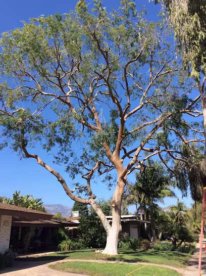 Beaver Tree SB. DBA Beaver Arborist Tree Service Santa Barbara CA drop-zone