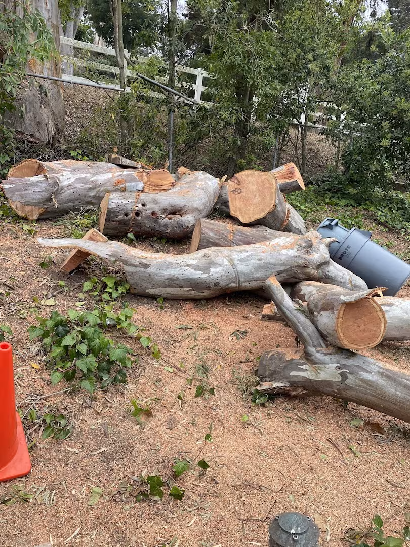 Beaver Tree SB. DBA Beaver Arborist Tree Service Santa Barbara CA palm-trim