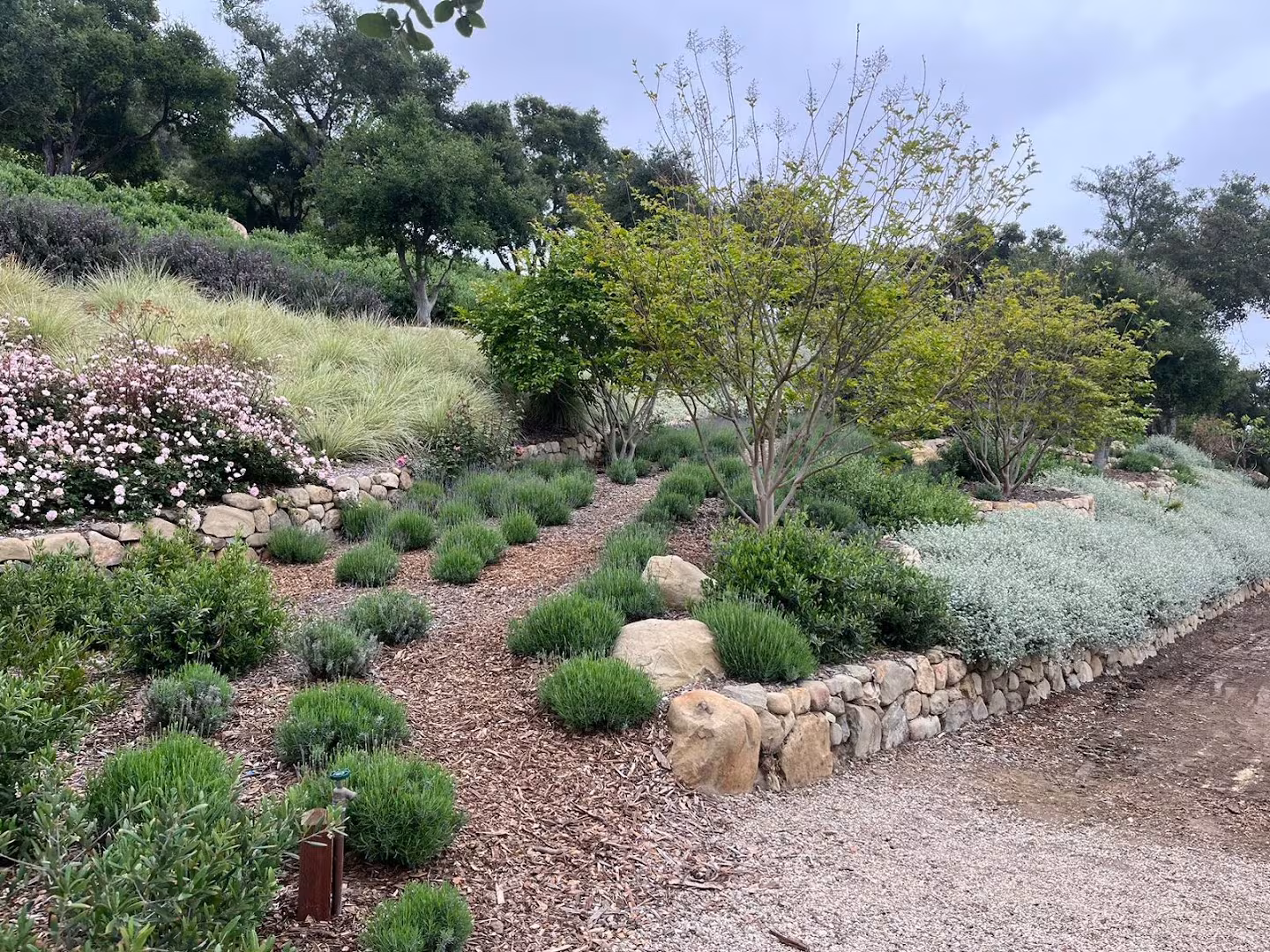 Blue Agave Landscape Santa Barbara CA Landscaping & Lawn Care lawn-replace