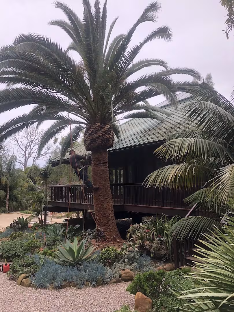 Luis' Landscape and Maintenance Tree Service Carpinteria CA bid-tree