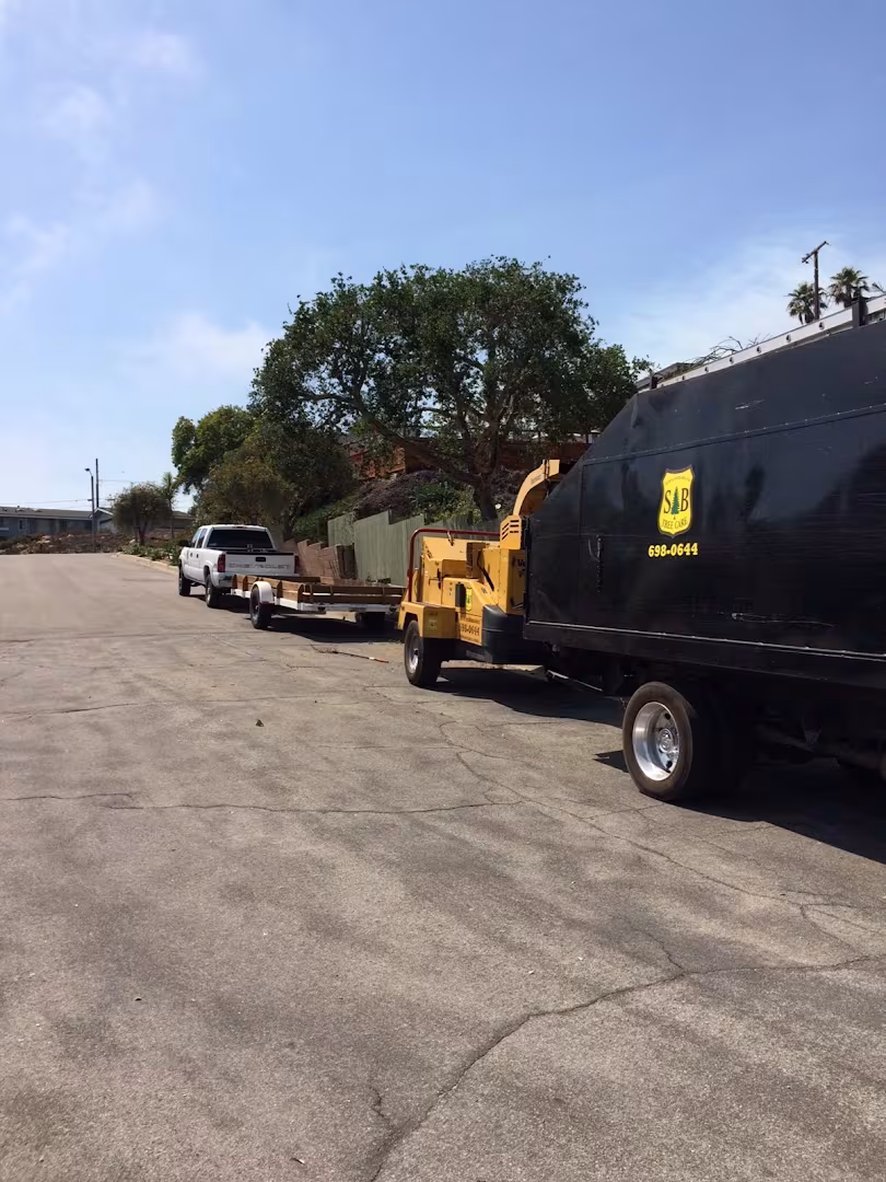 CA Goleta SB Tree Care Tree Service sidewalk-lift