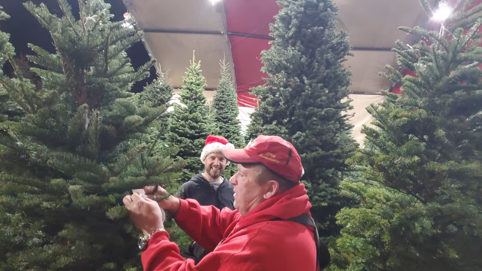 Tree Service Anthony's Christmas Trees Santa Barbara CA guy-wire