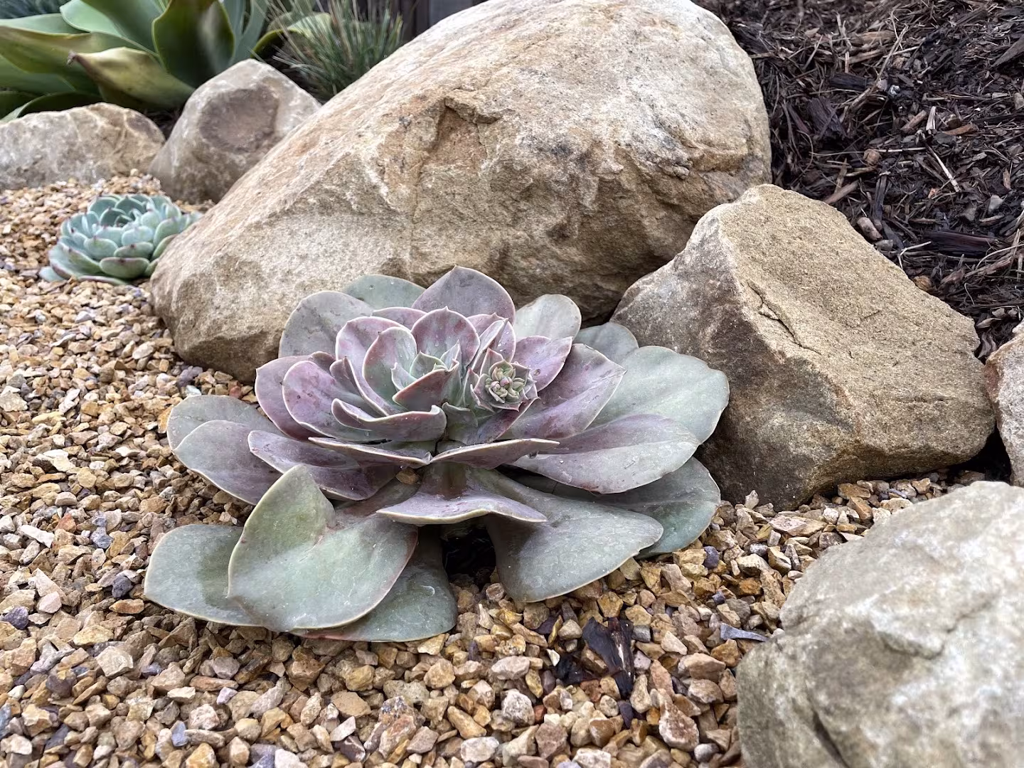 CA Santa Barbara Ashley Farrell Landscape Design Concrete & Patios sidewalk