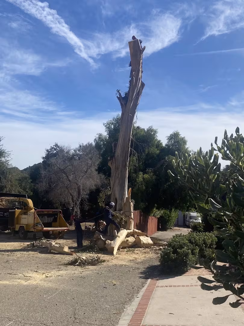 CA Santa Barbara Beaver Tree SB. DBA Beaver Arborist Tree Service storm-tree