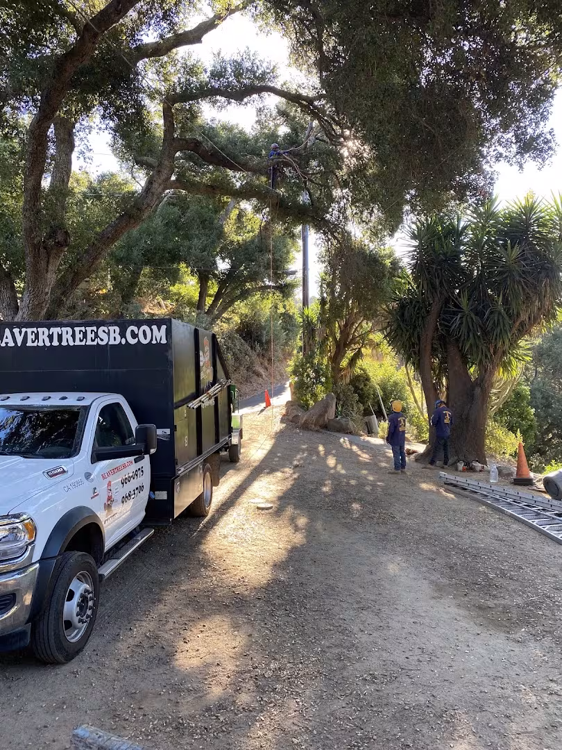 CA Santa Barbara Beaver Tree SB. DBA Beaver Arborist Tree Service view-prune