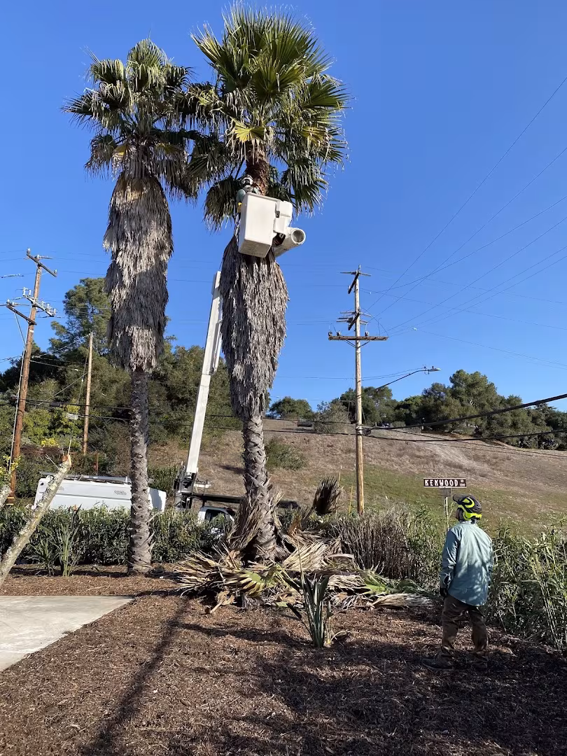 CA Santa Barbara Branch Out Tree Care, Inc. Tree Service driveway-protect
