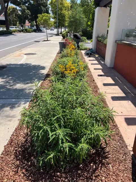 Cal-Green Landscaping and Tree Care Tree Service Santa Barbara CA palm-skin