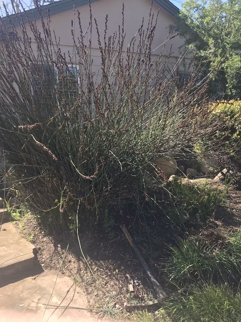 Honey Bee Tree Care Tree Service Santa Barbara CA driveway-protect