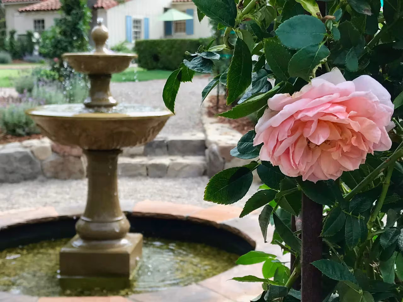 Landscapes by Davids Tree Service Santa Barbara CA house-protect