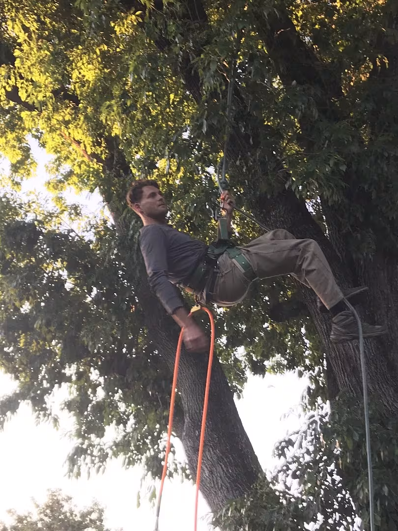 Natures Vision Tree Service Santa Barbara CA cabling