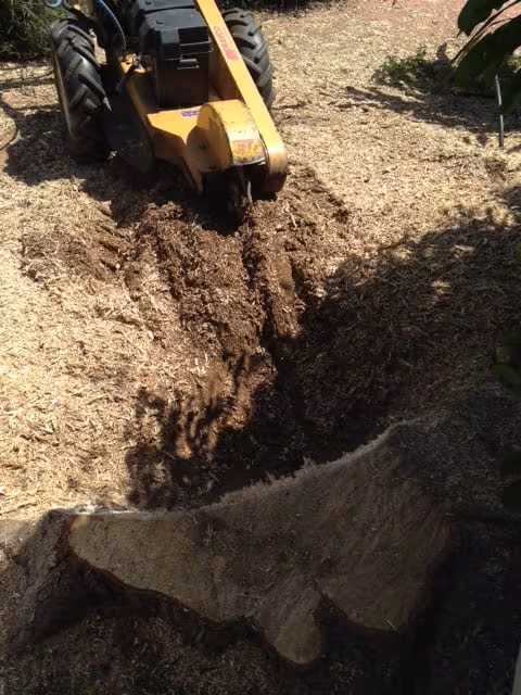 CA Santa Barbara Nick's Tree Service Tree Service firewood