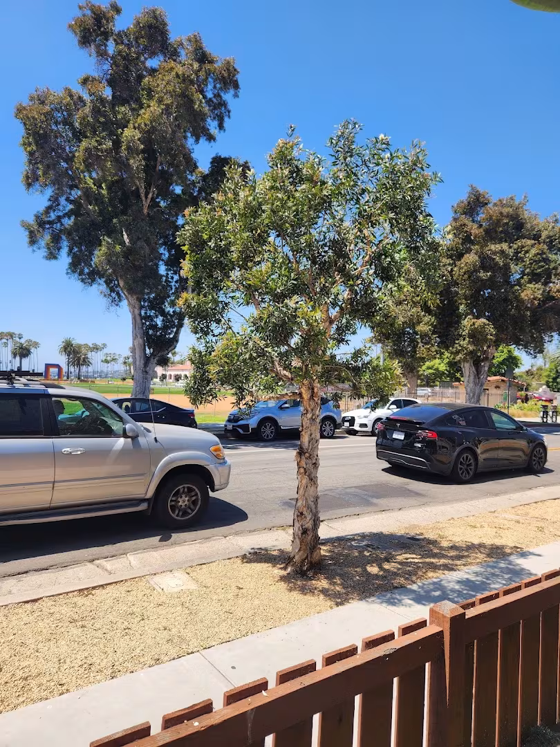 Santa Barbara San Roque Tree Care Tree Service CA cavity