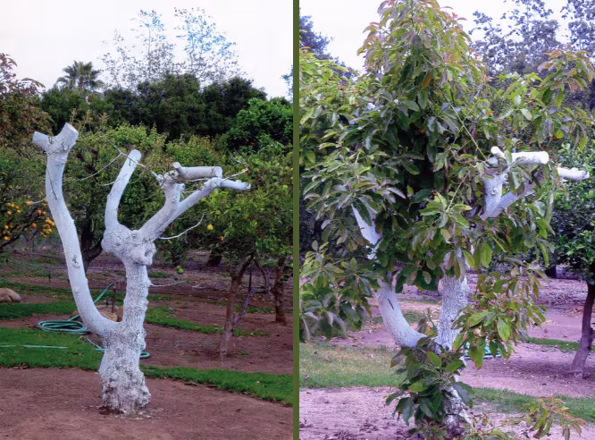 Tree Service TLC Tree Service Santa Barbara CA leaning