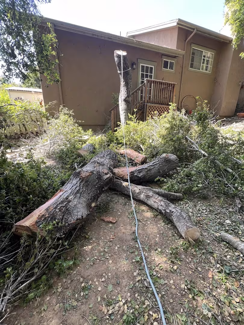 Cal-Green Landscaping and Tree Care Tree Service Santa Barbara CA palm-remove