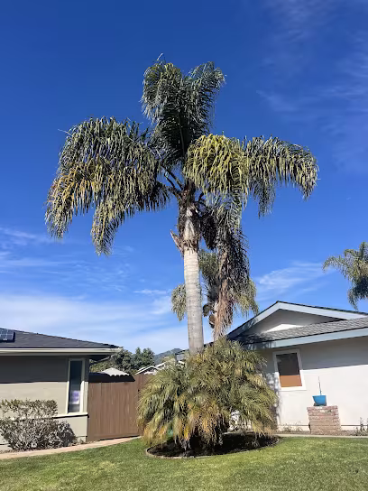 Cal-Green Landscaping and Tree Care Tree Service Santa Barbara CA climbing
