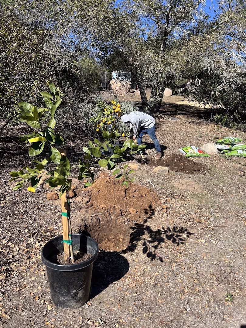 Cal-Green Landscaping and Tree Care Tree Service Santa Barbara CA haul-wood
