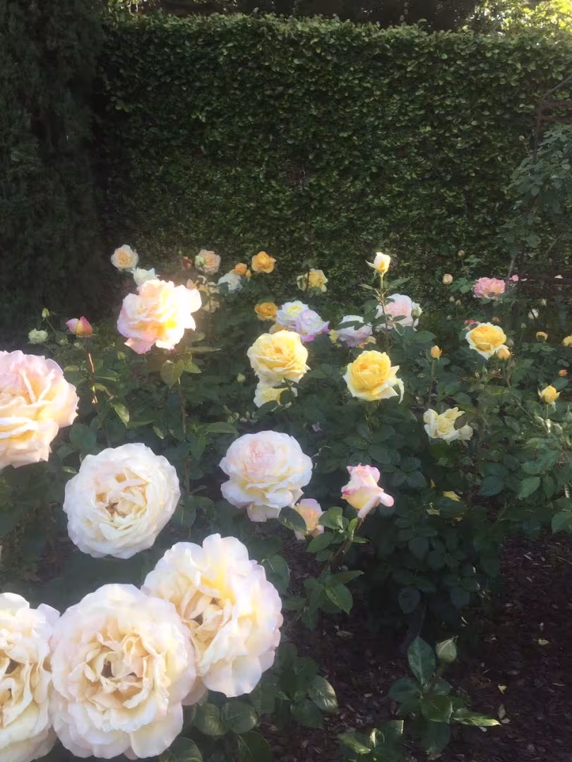 Luis' Landscape and Maintenance Tree Service Carpinteria CA weak-union