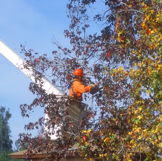 Crestwood Tree Services Tree Service Los Angeles CA stake