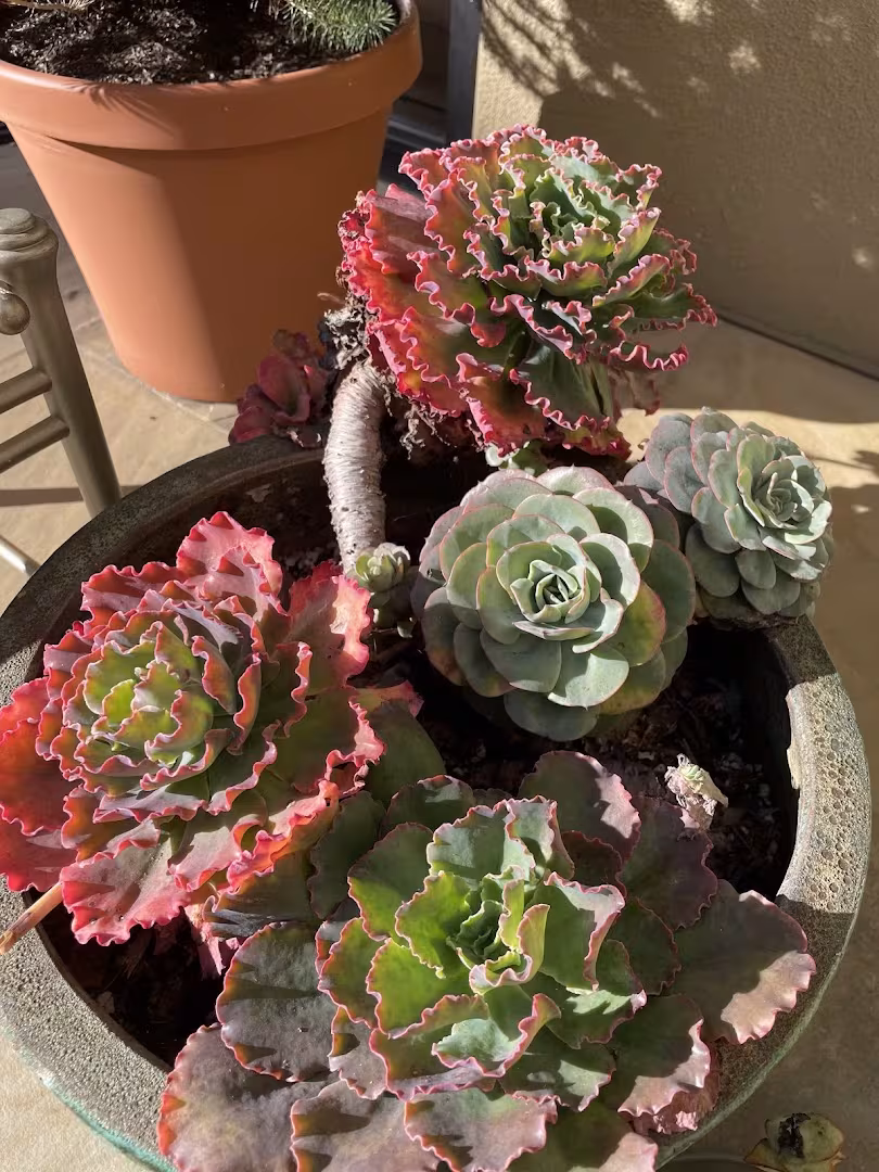 Santa Barbara CA Dave's Organic Gardening Pest Control compost-pest