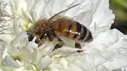 Santa Barbara CA Dave's Organic Gardening Pest Control low-odor