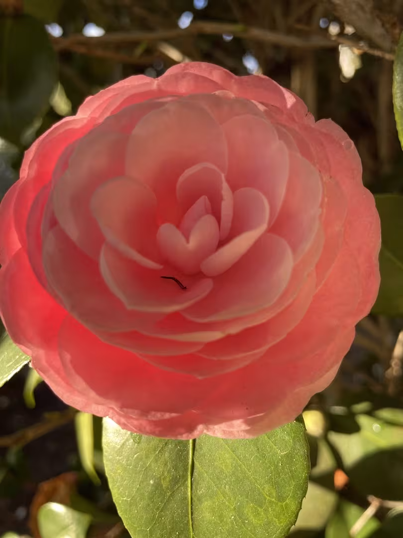 Santa Barbara CA Dave's Organic Gardening Pest Control attic-treat