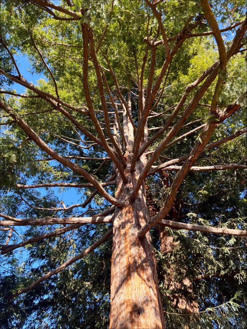 Economy Tree Santa Barbara CA Tree Service dump-run