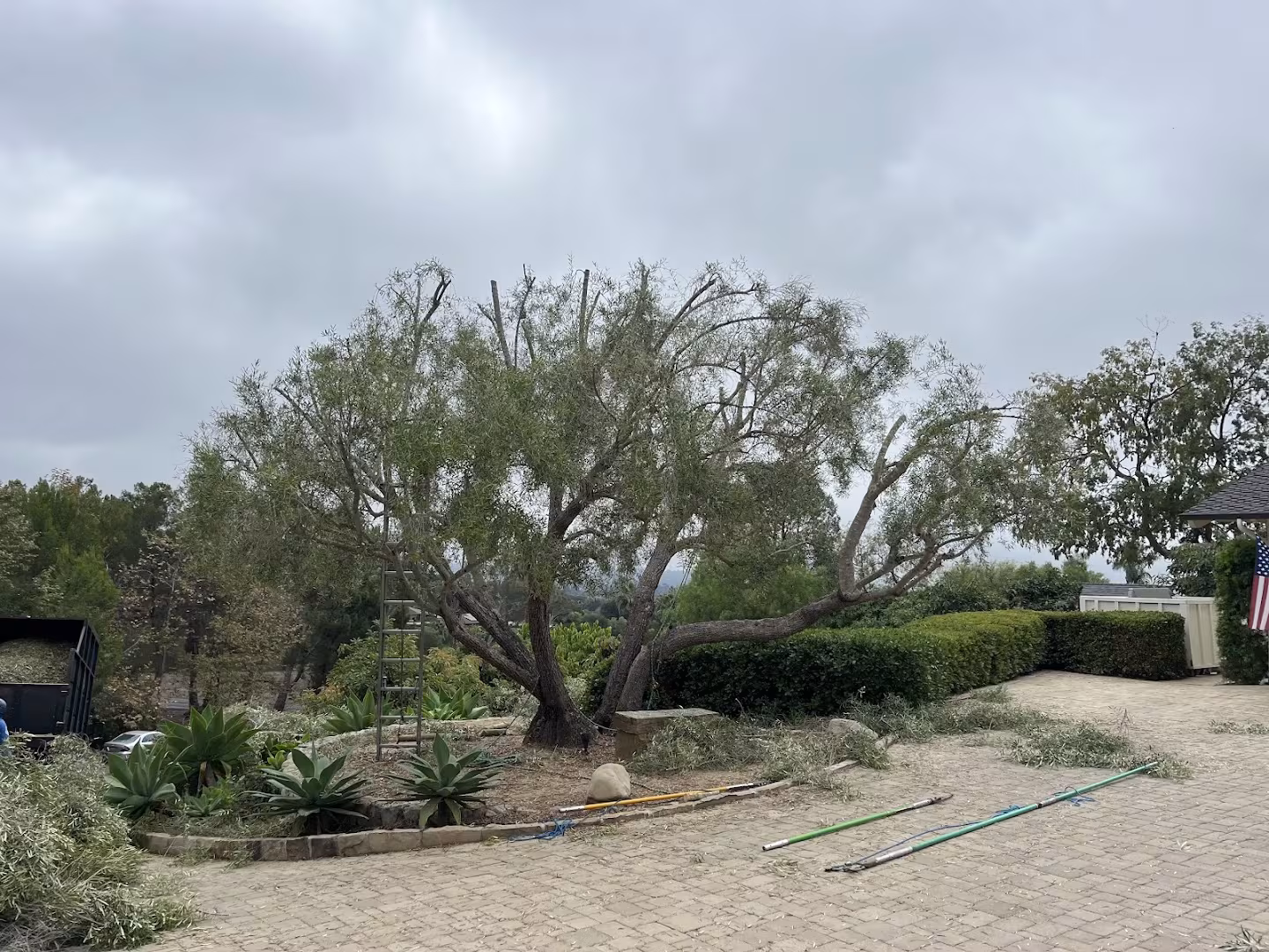 Economy Tree Santa Barbara CA Tree Service hoa-ready