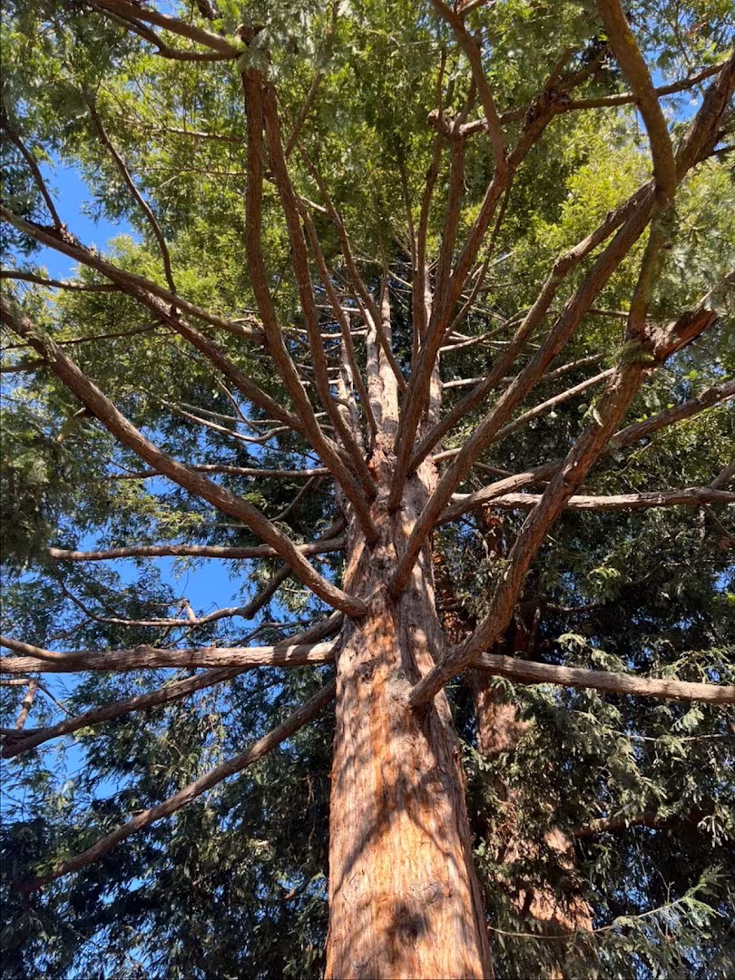 Economy Tree Tree Service CA Santa Barbara crown-reduce