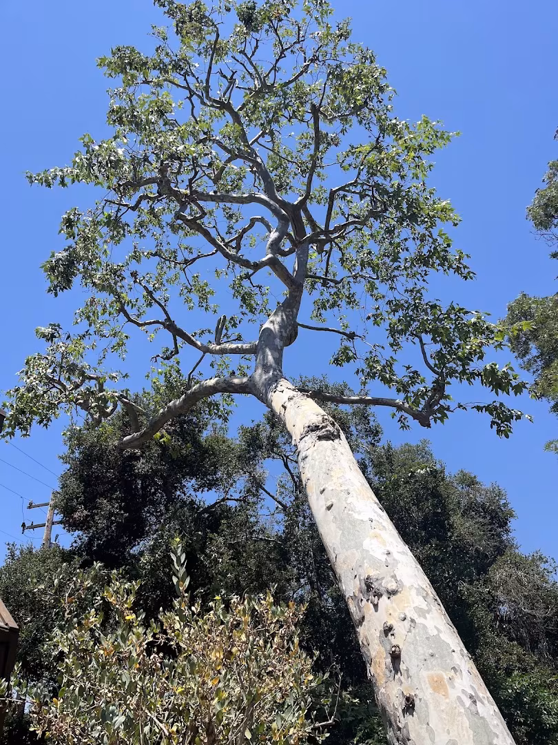 Economy Tree Tree Service CA Santa Barbara fence-protect