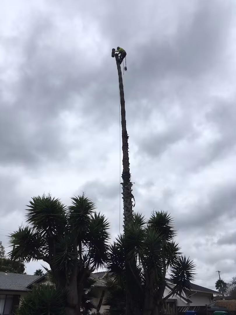Goleta SB Tree Care Tree Service CA water-deep