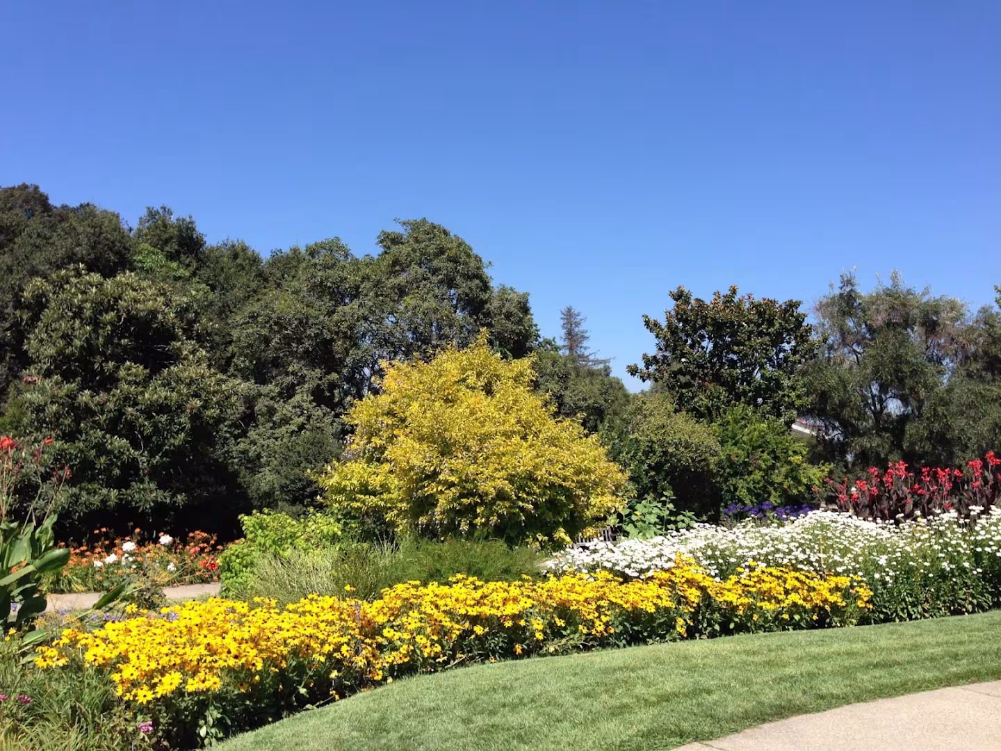 Gosnell Tree & Landscape Tree Service Santa Barbara CA tree-trim