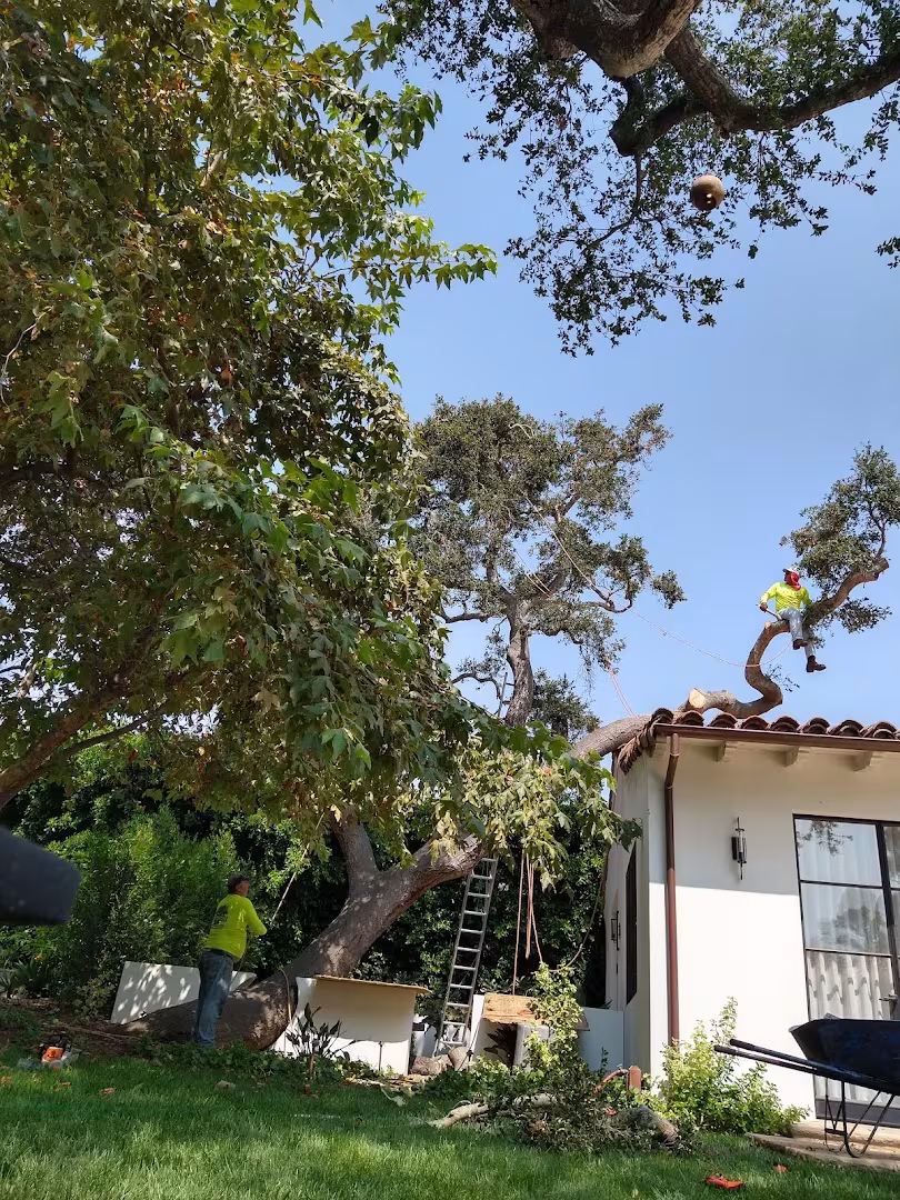 Honey Bee Tree Care Tree Service Santa Barbara CA dump-run