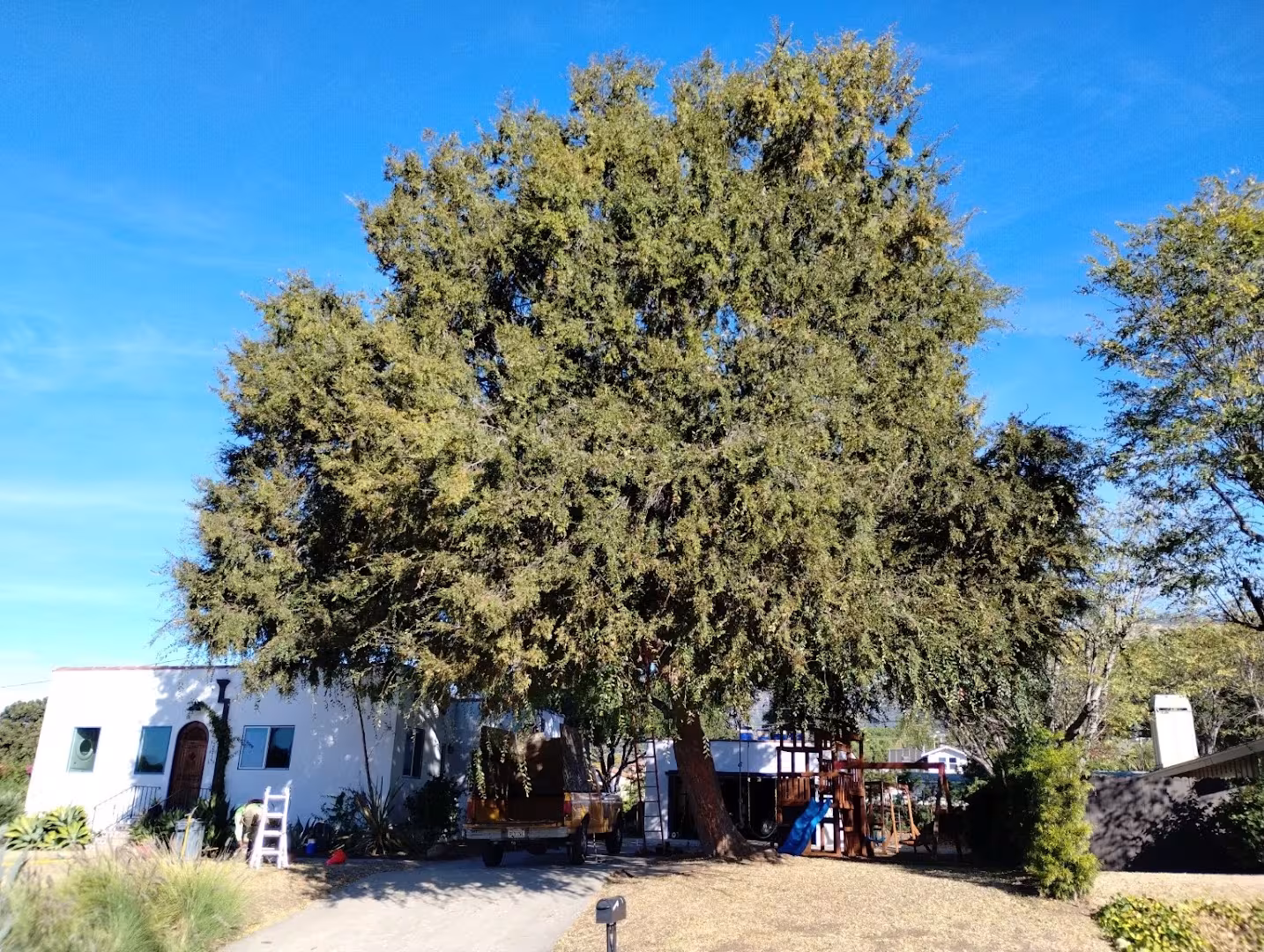 Honey Bee Tree Care Tree Service Santa Barbara CA fence-protect