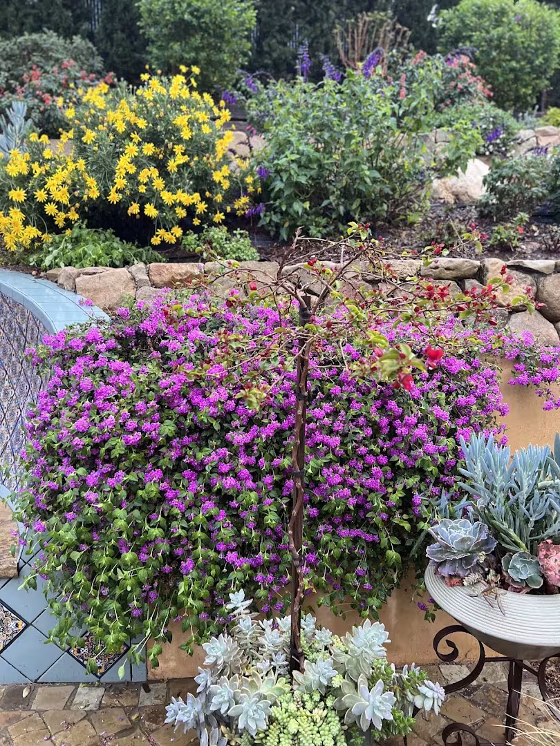 Landscaping & Lawn Care Alexander Landscape & Designs Santa Barbara CA seed-lawn
