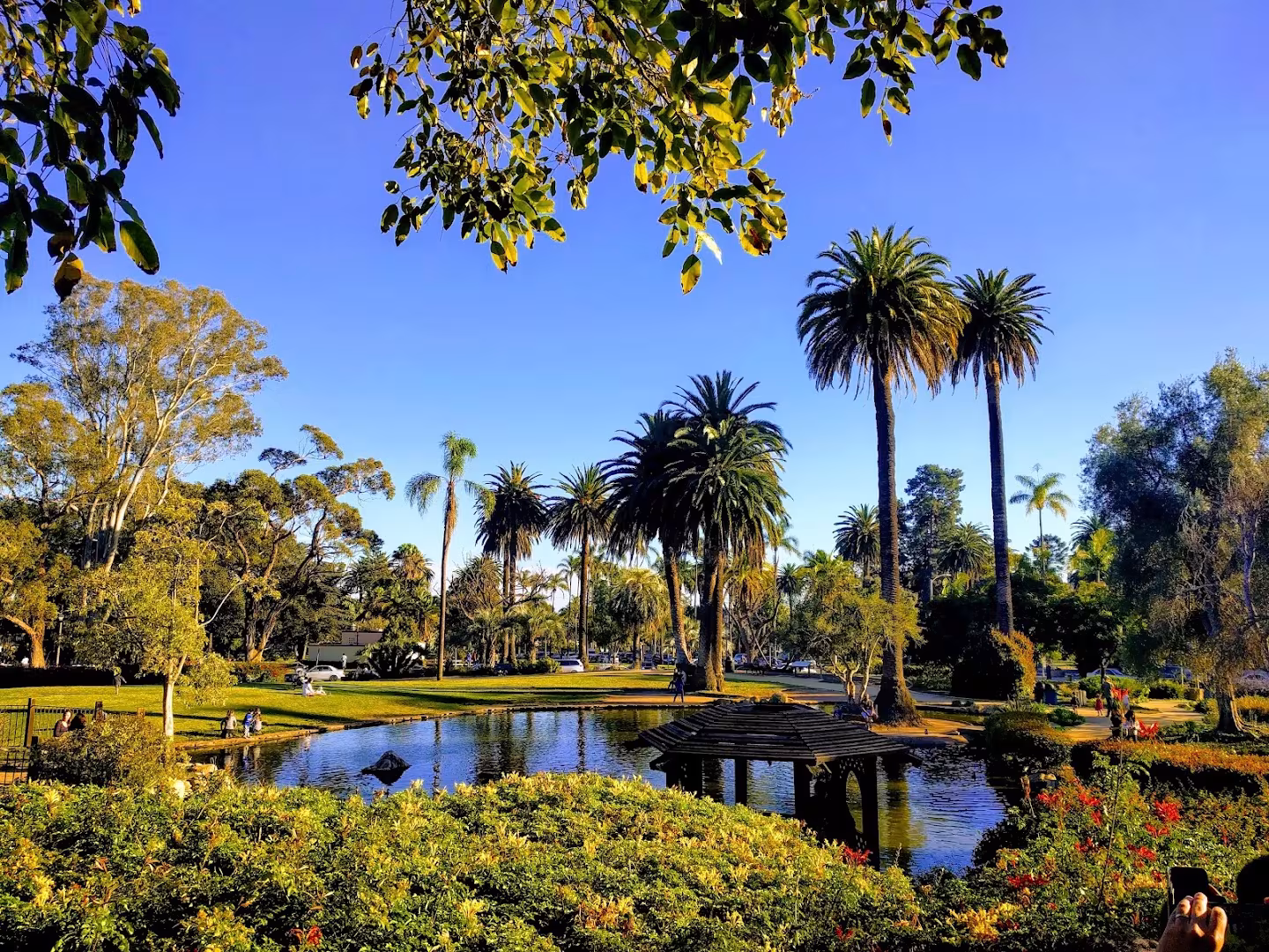 Alice Keck Park Memorial Garden Tree Service Santa Barbara CA tree-remove