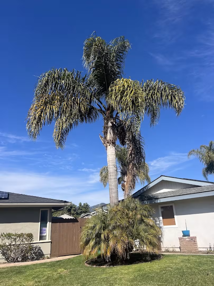 Cal-Green Landscaping and Tree Care Tree Service Santa Barbara CA bucket-truck