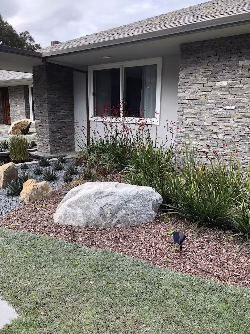 Luis' Landscape and Maintenance Tree Service Carpinteria CA codominant