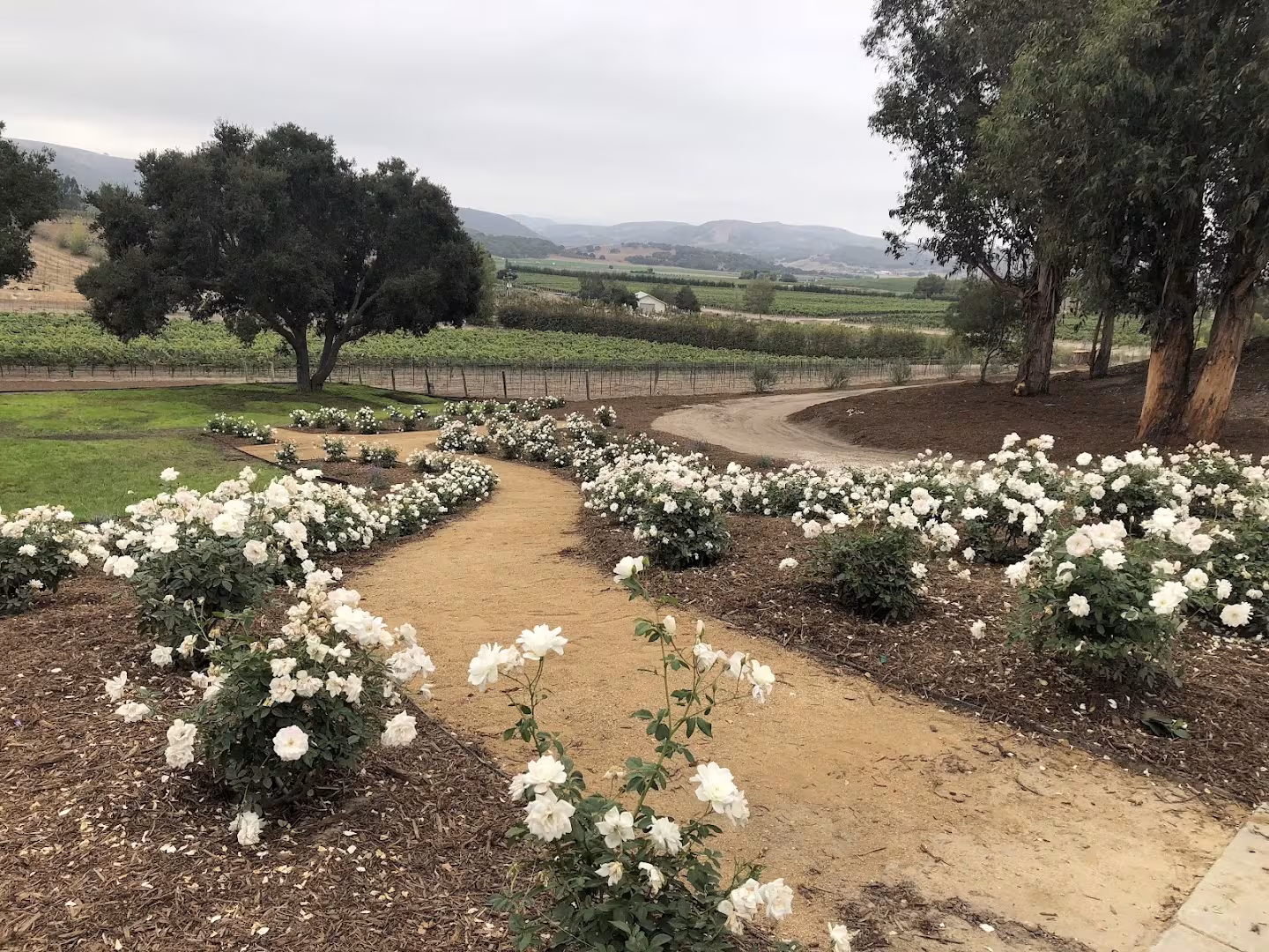 Luis' Landscape and Maintenance Tree Service Carpinteria CA hourly-crew