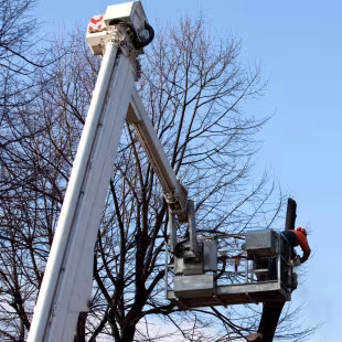 MD Trees Corporation Tree Service Santa Maria CA crown-reduce