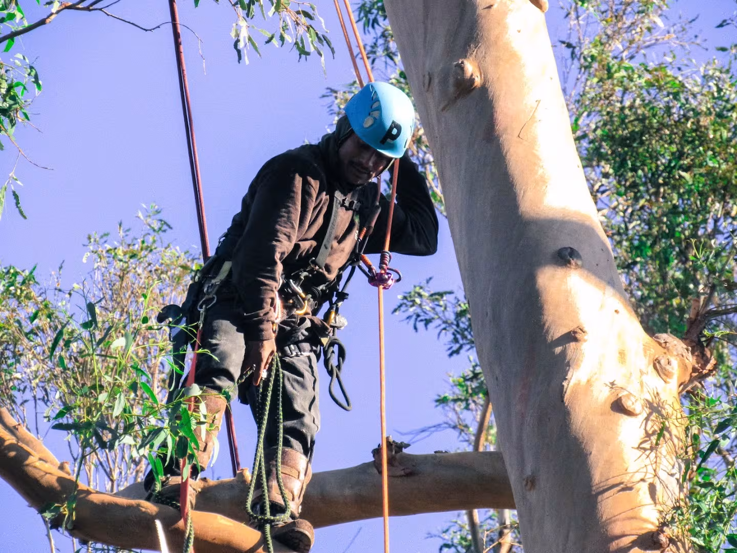 MONTECITO TREE CARE Santa Barbara CA Tree Service clearance