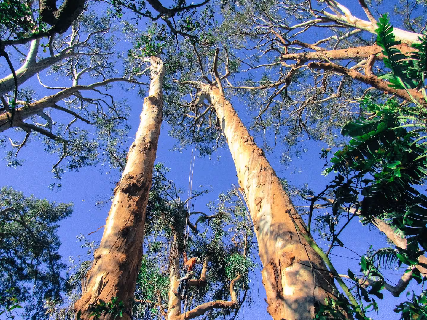 MONTECITO TREE CARE Tree Service CA Santa Barbara stump-remove
