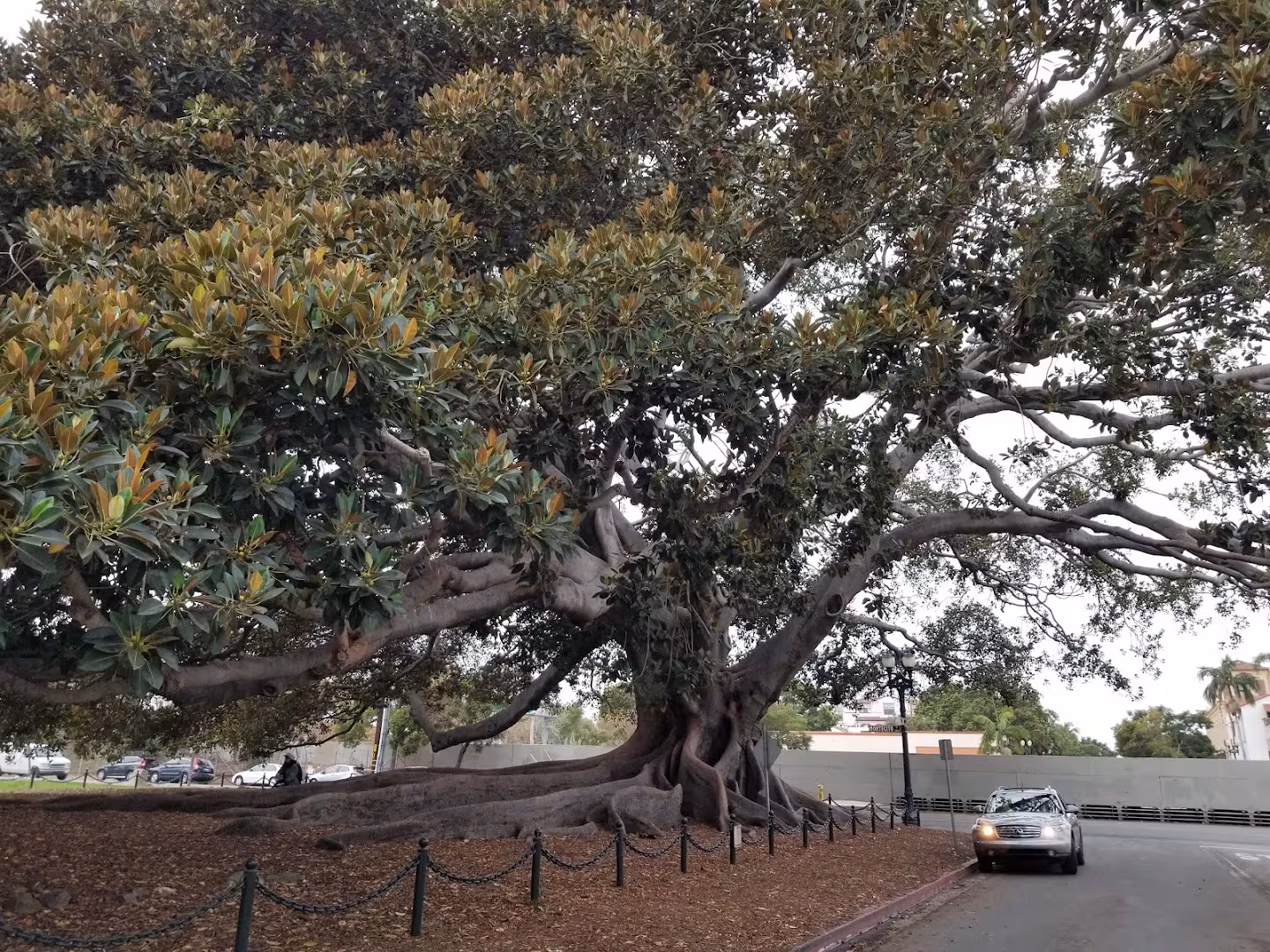 Moreton Bay Fig Tree Tree Service Santa Barbara CA storm-tree