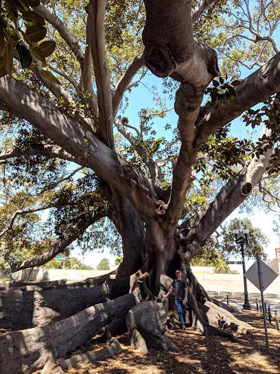 Moreton Bay Fig Tree Tree Service Santa Barbara CA raise-canopy