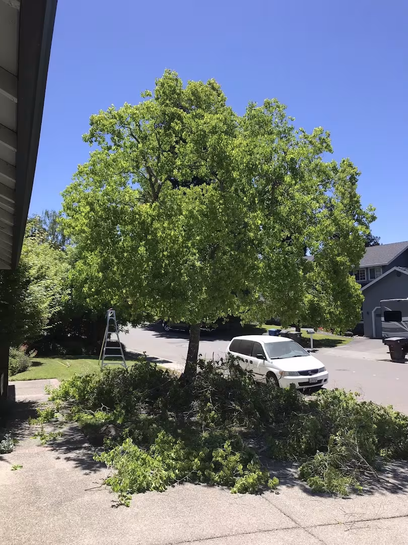 Natures Vision Tree Service Santa Barbara CA stump-grind
