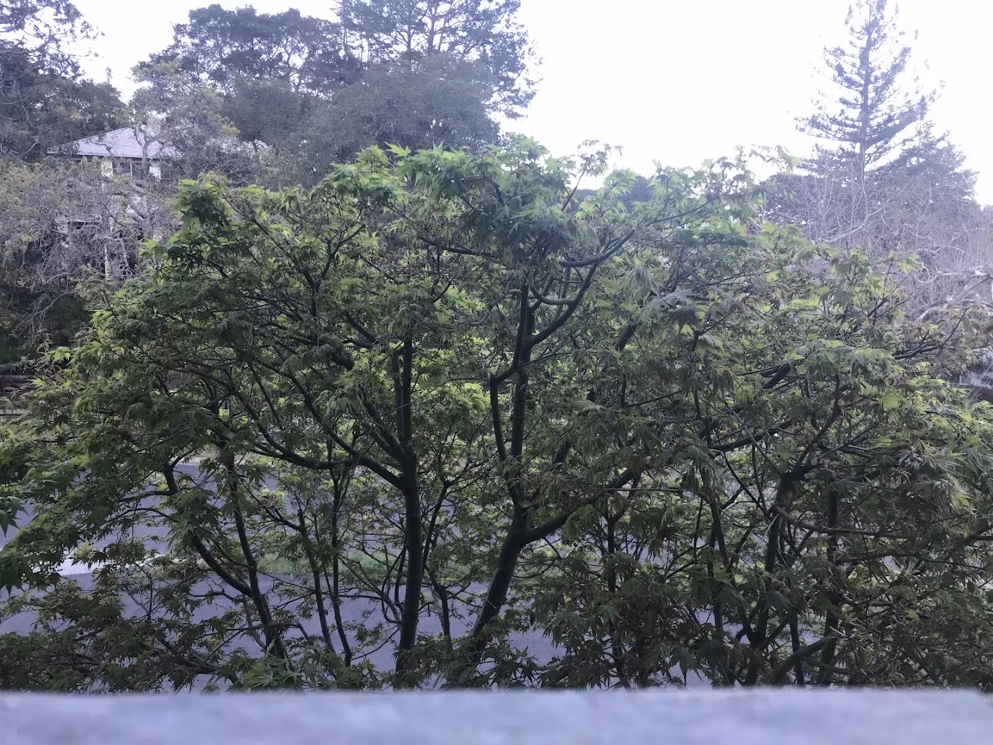 Natures Vision Tree Service Santa Barbara CA bracing
