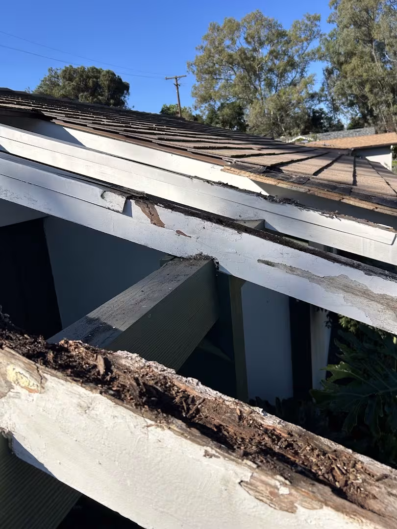 Pest Control Donahue Termite Inspections Santa Barbara CA rodent