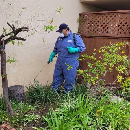 Lenz Pest Control Santa Barbara CA Pest Control american-roach