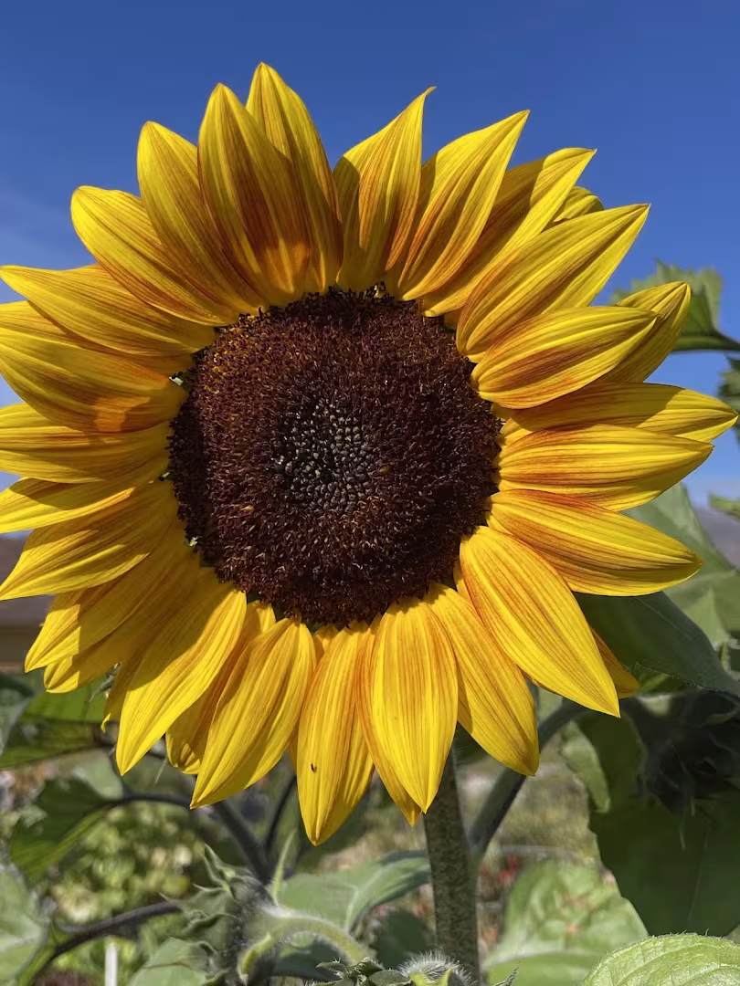 Santa Barbara CA Dave's Organic Gardening Pest Control shed
