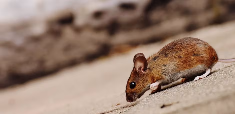 Santa Barbara Pest Control Tree Service Santa Barbara CA protected